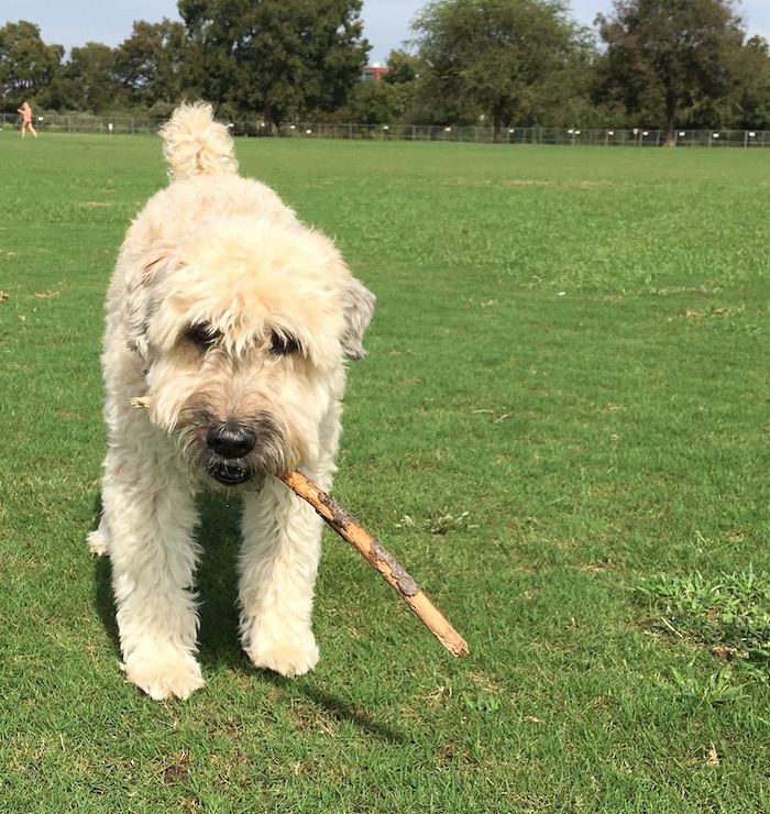 My wheaten terrier with a stick at the park. Fun!
